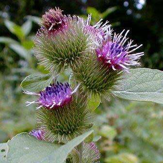 Arctium minus Seeds - Wild Rhubarb - Biennial - New