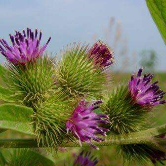 Arctium minus Seeds - Wild Rhubarb - Biennial - New