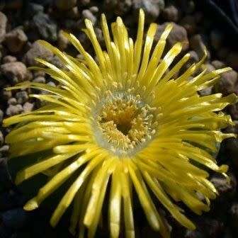 Argyroderma crateriforme - 10 Seed Pack - Indigenous Succulent Mesemb - Combined Global Shipping NEW