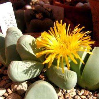 Argyroderma crateriforme - 10 Seed Pack - Indigenous Succulent Mesemb - Combined Global Shipping NEW
