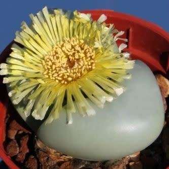 Argyroderma crateriforme - 10 Seed Pack - Indigenous Succulent Mesemb - Combined Global Shipping NEW