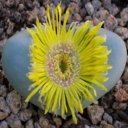 Argyroderma crateriforme - 10 Seed Pack - Indigenous Succulent Mesemb - Combined Global Shipping NEW