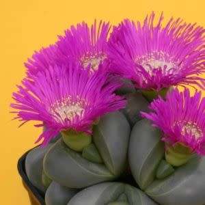 Argyroderma delaettii-roseum - 10 Seed Pack - Indigenous Succulent Mesemb - Verfied User - NEW