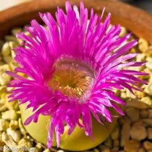 Argyroderma pearsonii Seeds - Indigenous Succulent Mesemb - Insured Global Shipping - NEW