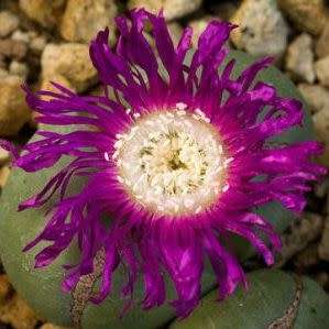 Argyroderma pearsonii Seeds - Indigenous Succulent Mesemb - Insured Global Shipping - NEW