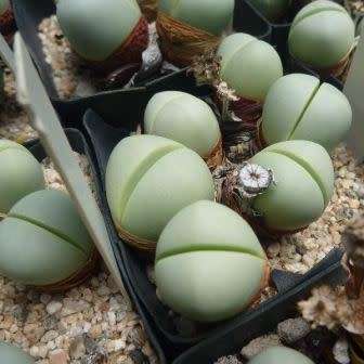 Argyroderma pearsonii forma luckhoffii - 10 Seed Pack - Indigenous Succulent Mesemb - NEW