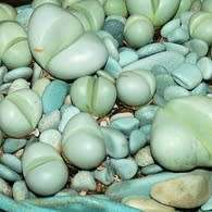 Argyroderma pearsonii forma luckhoffii - 10 Seed Pack - Indigenous Succulent Mesemb - NEW