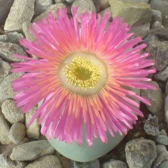 Argyroderma pearsonii forma pearsonii - 10 Seed Pack - Indigenous Succulent Mesemb - NEW