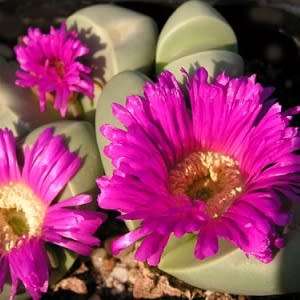 Argyroderma ringens - 10 Seed Pack - Indigenous Succulent Mesemb - Verfied User - NEW