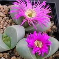 Argyroderma ringens - 10 Seed Pack - Indigenous Succulent Mesemb - Verfied User - NEW