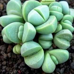 Argyroderma testiculare Seeds - Indigenous Succulent Mesemb - Global Shipping - NEW