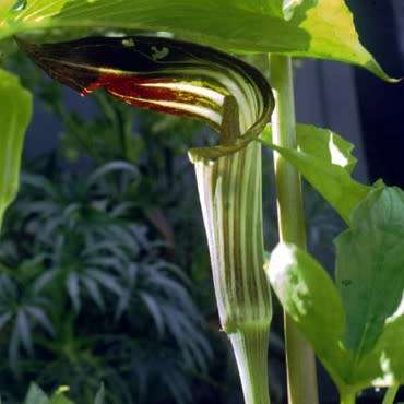 Arisaema amurense - 1 Seed Pack - Exotic Perennial Bulb -Combined Shipping- New