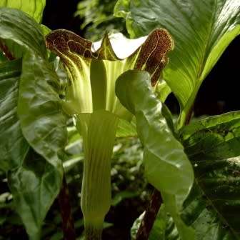 Arisaema amurense - 1 Seed Pack - Exotic Perennial Bulb -Combined Shipping- New