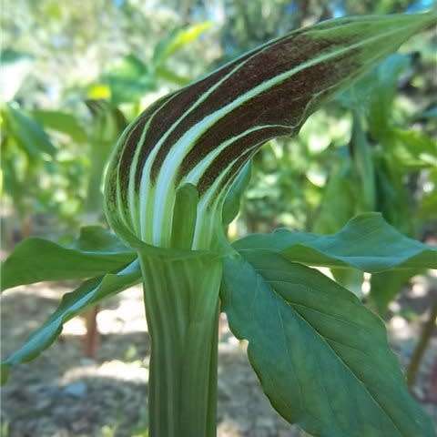 Arisaema amurense - 1 Seed Pack - Exotic Perennial Bulb -Combined Shipping- New