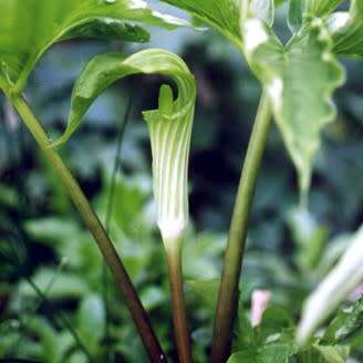 Arisaema amurense - 1 Seed Pack - Exotic Perennial Bulb -Combined Shipping- New