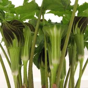 Arisaema amurense - 1 Seed Pack - Exotic Perennial Bulb -Combined Shipping- New