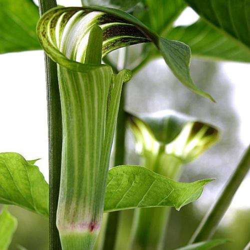Arisaema amurense - 1 Seed Pack - Exotic Perennial Bulb -Combined Shipping- New