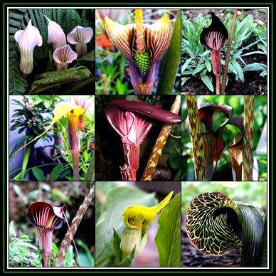 Arisaema Species Mixed Seeds - Exotic Perennial Bulb - Combined Flat Ship Rate - New