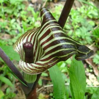 Arisaema triphyllum Seed - Exotic Perennial Bulb -Combined Shipping- New
