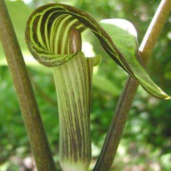 Arisaema triphyllum Seed - Exotic Perennial Bulb -Combined Shipping- New