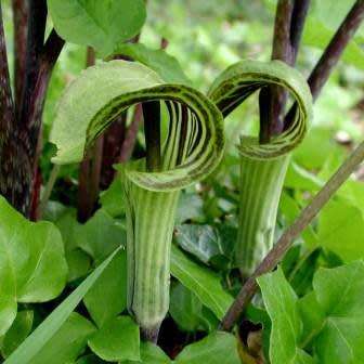 Arisaema triphyllum Seed - Exotic Perennial Bulb -Combined Shipping- New