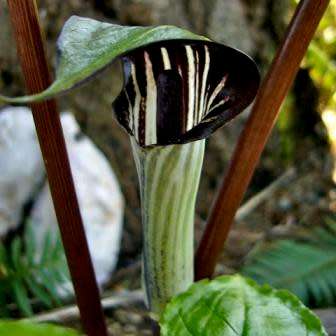 Arisaema triphyllum Seed - Exotic Perennial Bulb -Combined Shipping- New