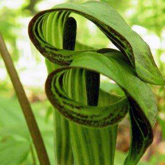Arisaema triphyllum Seed - Exotic Perennial Bulb -Combined Shipping- New