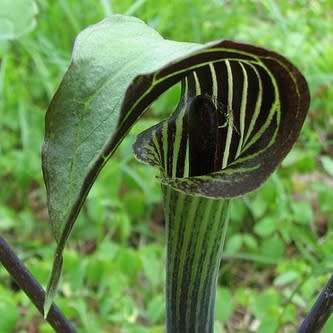 Arisaema triphyllum Seed - Exotic Perennial Bulb -Combined Shipping- New