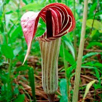Arisaema triphyllum Seed - Exotic Perennial Bulb -Combined Shipping- New