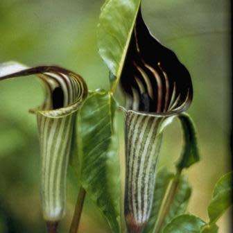 Arisaema triphyllum Seed - Exotic Perennial Bulb -Combined Shipping- New