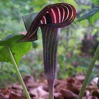 Arisaema triphyllum Seed - Exotic Perennial Bulb -Combined Shipping- New