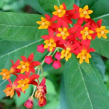 Asclepias curassavica - 25 Seed Pack - Evergreen Perennial Flowering Butterfly Shrub - New