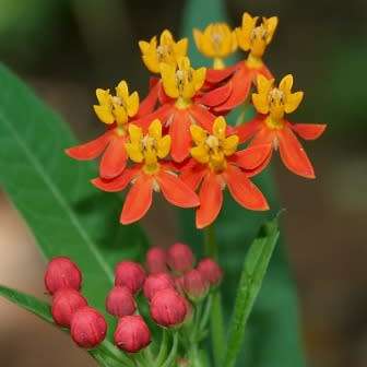 Asclepias curassavica - 25 Seed Pack - Evergreen Perennial Flowering Butterfly Shrub - New