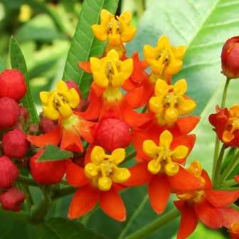 Asclepias curassavica - 25 Seed Pack - Evergreen Perennial Flowering Butterfly Shrub - New