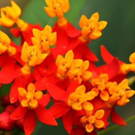 Asclepias curassavica - 25 Seed Pack - Evergreen Perennial Flowering Butterfly Shrub - New