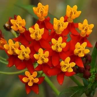 Asclepias curassavica - 25 Seed Pack - Evergreen Perennial Flowering Butterfly Shrub - New