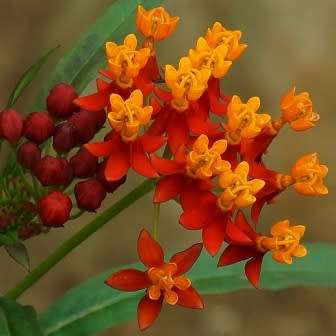 Asclepias curassavica - 25 Seed Pack - Evergreen Perennial Flowering Butterfly Shrub - New