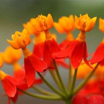 Asclepias curassavica - 25 Seed Pack - Evergreen Perennial Flowering Butterfly Shrub - New