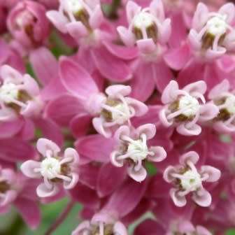 Asclepias incarnata - 25 Seed Pack - Evergreen Perennial Flowering Butterfly Shrub - New