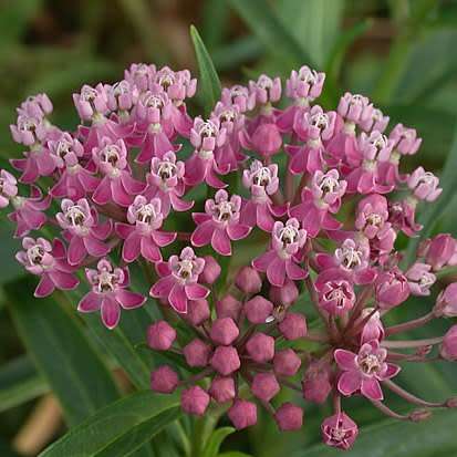 Asclepias incarnata - 25 Seed Pack - Evergreen Perennial Flowering Butterfly Shrub - New