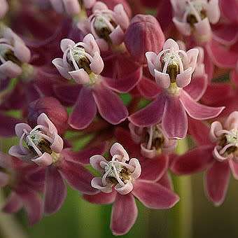Asclepias incarnata - 25 Seed Pack - Evergreen Perennial Flowering Butterfly Shrub - New
