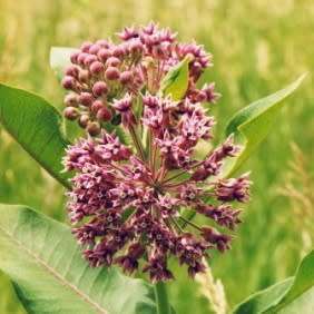 Asclepias syriaca Seeds - Evergreen Perennial Flowering Butterfly Shrub - New