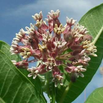 Asclepias syriaca Seeds - Evergreen Perennial Flowering Butterfly Shrub - New