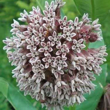 Asclepias syriaca Seeds - Evergreen Perennial Flowering Butterfly Shrub - New