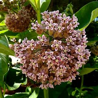 Asclepias syriaca Seeds - Evergreen Perennial Flowering Butterfly Shrub - New