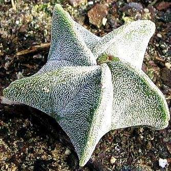 5 Astrophytum myriostigma Seeds - Verified Seller - Exotic Succulent Cactus - NEW