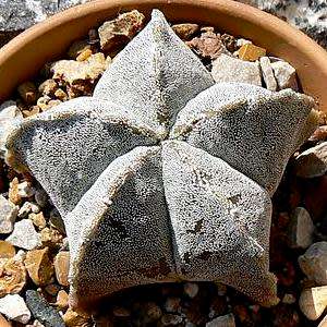 5 Astrophytum myriostigma Seeds - Verified Seller - Exotic Succulent Cactus - NEW