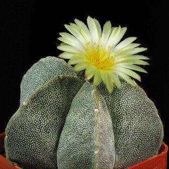 5 Astrophytum myriostigma Seeds - Verified Seller - Exotic Succulent Cactus - NEW