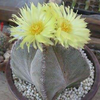 5 Astrophytum myriostigma Seeds - Verified Seller - Exotic Succulent Cactus - NEW
