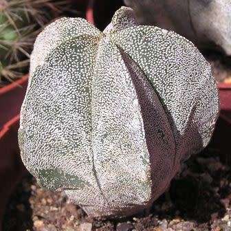 5 Astrophytum myriostigma Seeds - Verified Seller - Exotic Succulent Cactus - NEW